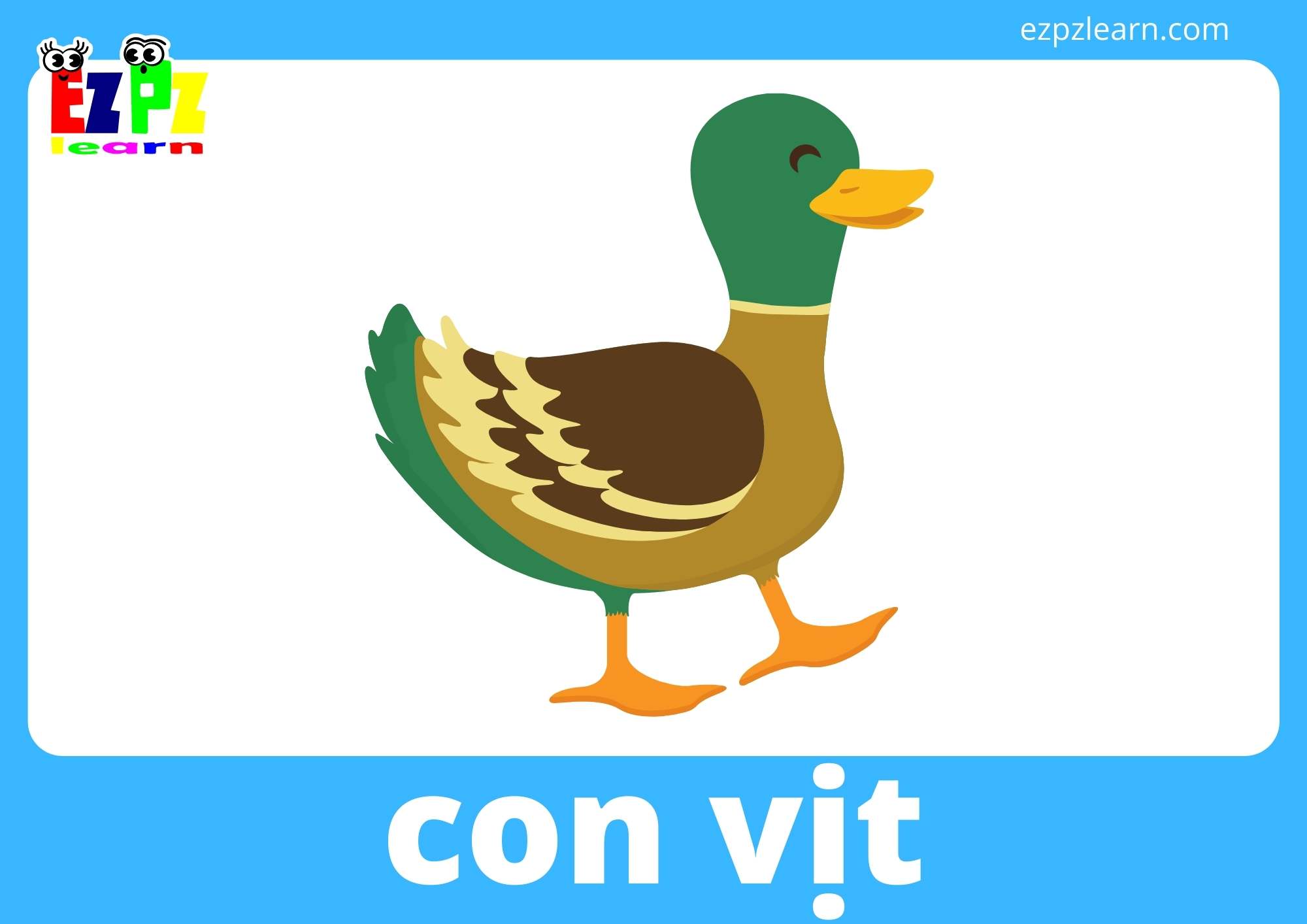 con vịt
